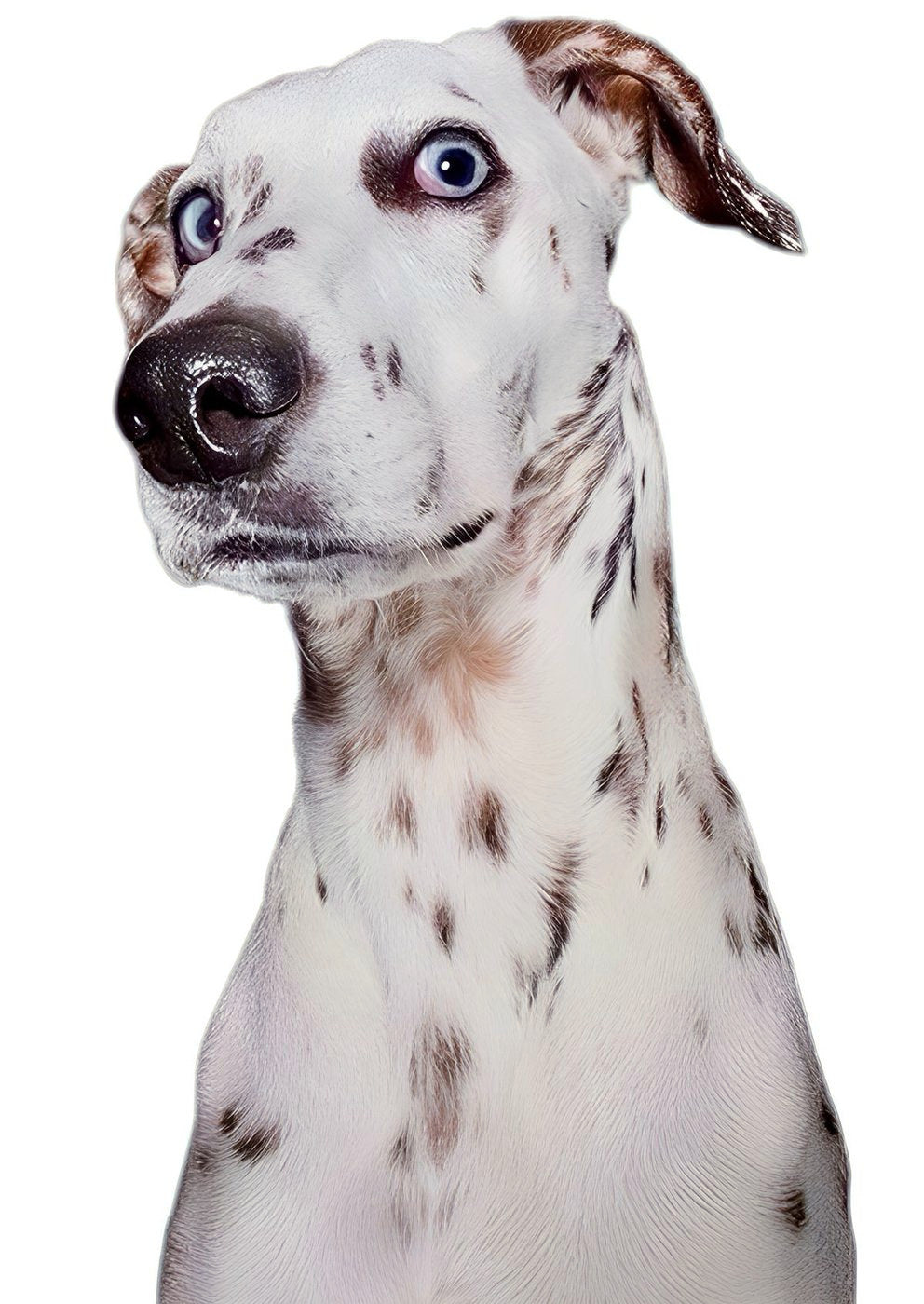 Egy dalmata gyanakodva oldalra sandít.
