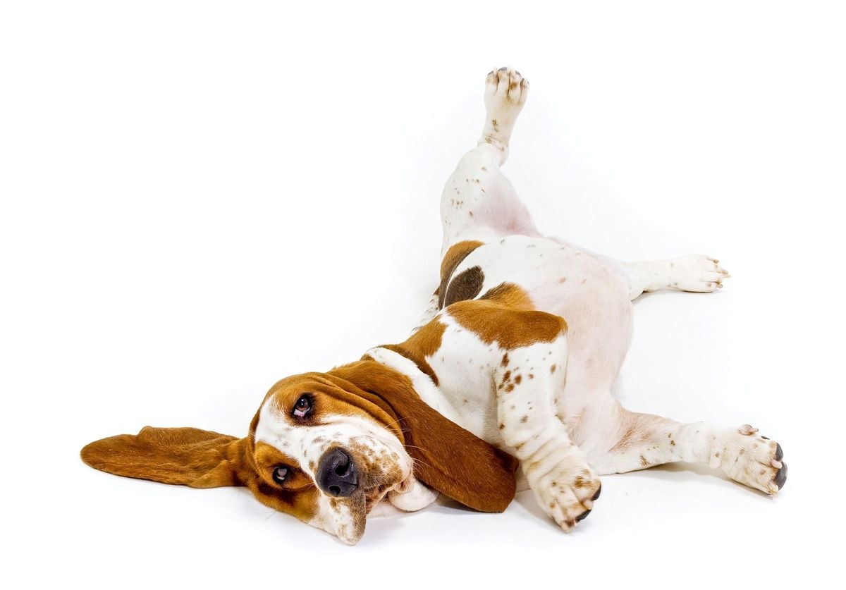 Egy basset hound a hátán fekszik, mancsokkal a levegőben.